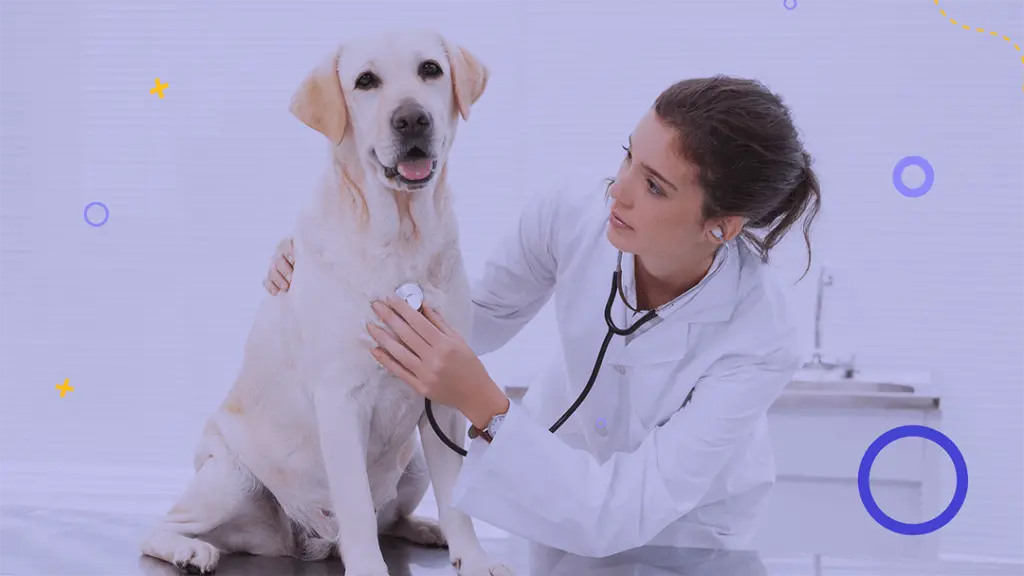 partita iva veterinario